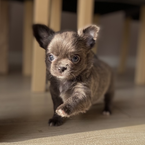 //tomihouse.pl/wp-content/uploads/2021/08/Tomi_House_chihuahua_miot_h_03.02-4.jpg