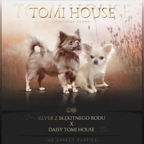 Tomi House chihuahua rodzicie miot H