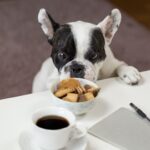 Czego nie może jeść pies?