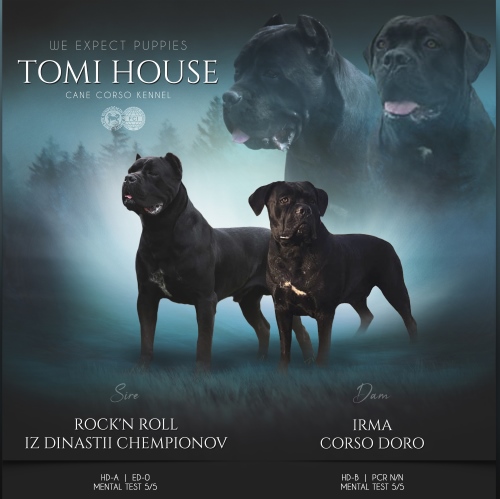 //tomihouse.pl/wp-content/uploads/2022/03/Tomi-House-cane-corso_rodzcie_24.07.2021.jpg
